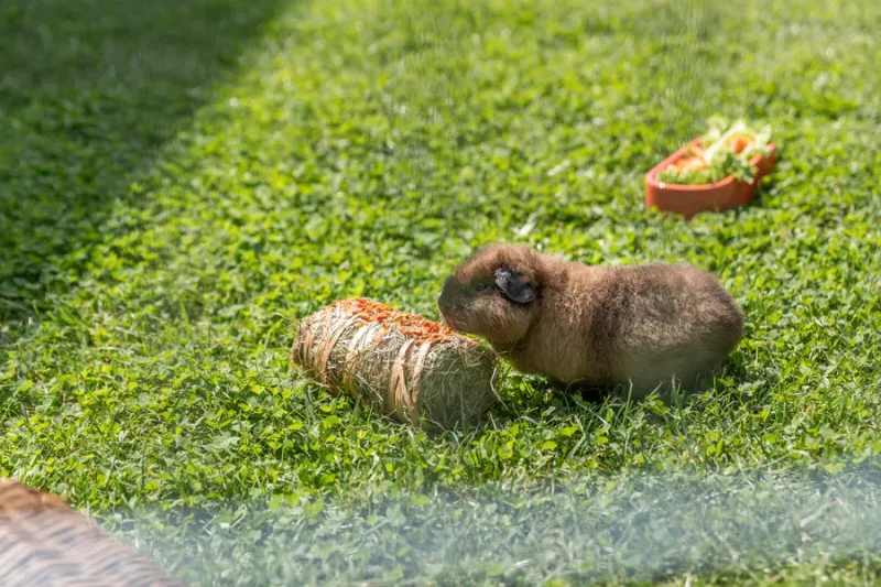 Preview: Heuballen mit Kürbis und Karotte